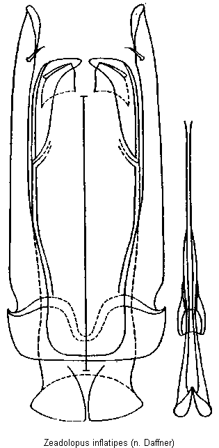 zeadolopus_inflatipes.gif