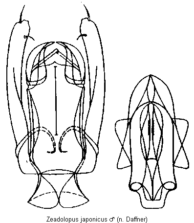 zeadolopus_japonicus.gif