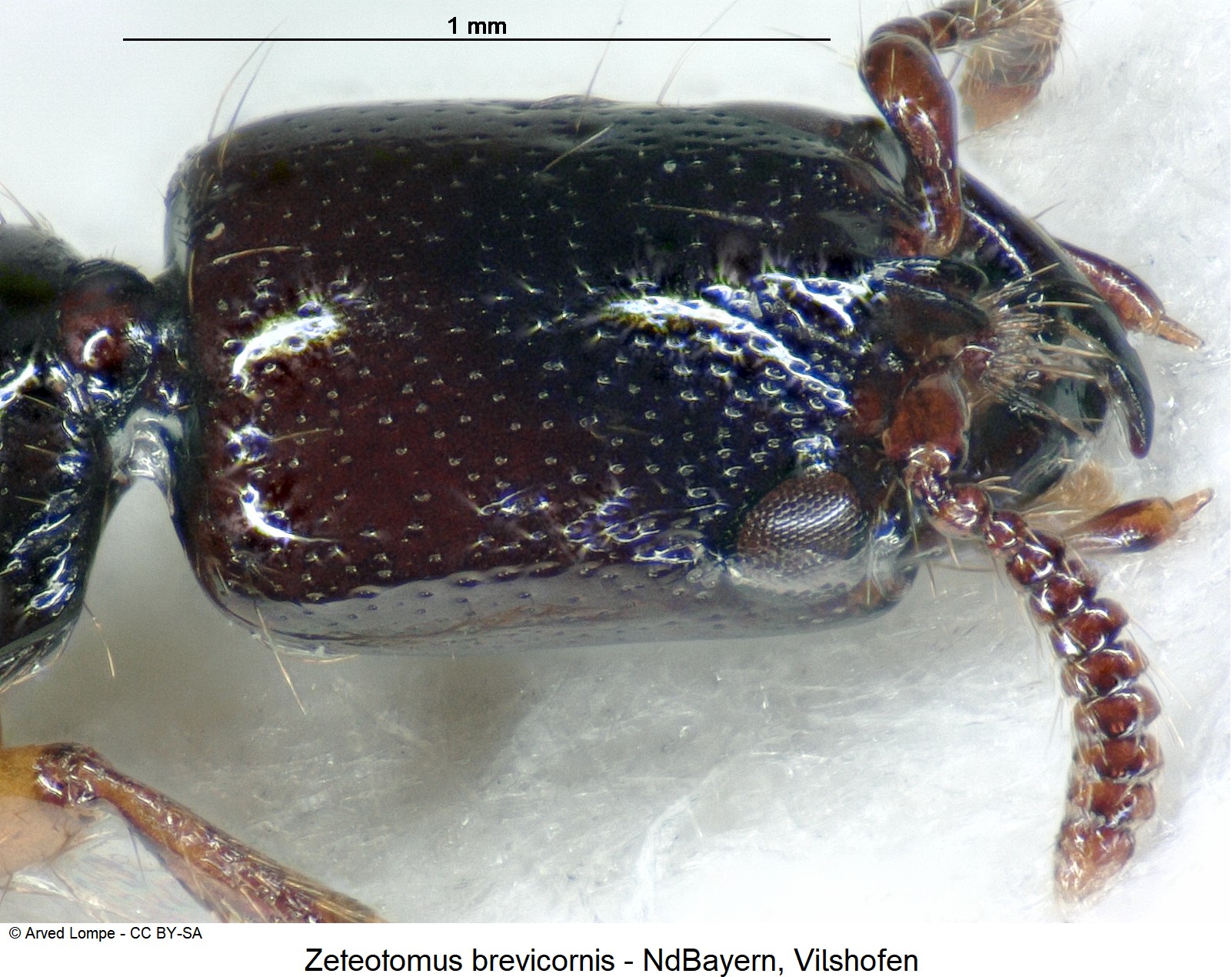 zeteotomus_brevicornis_ck4915_k.jpg