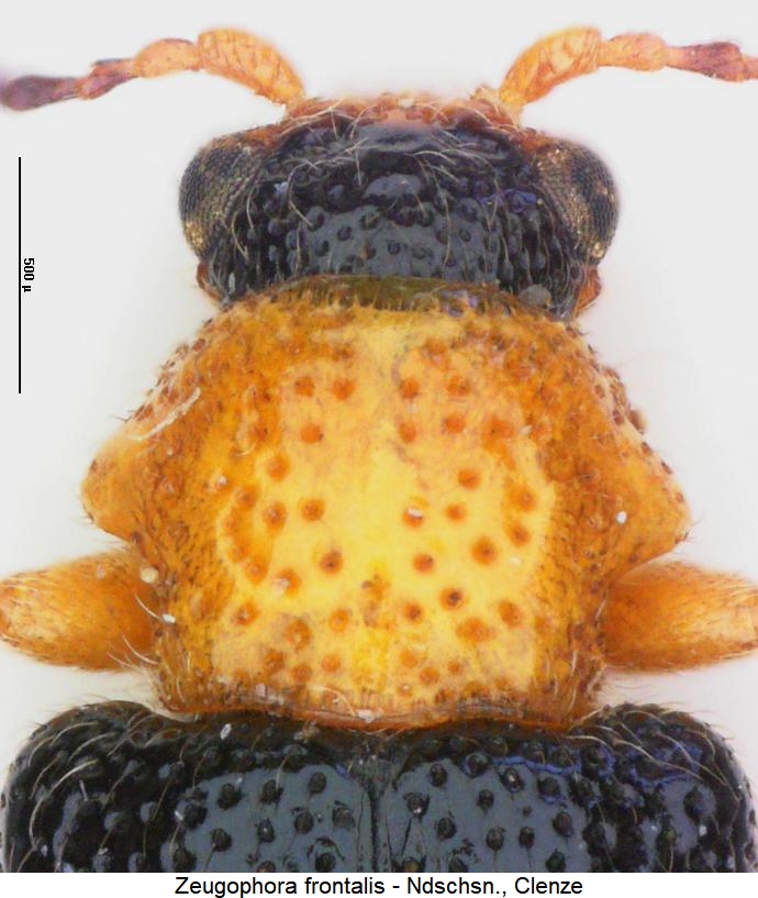 zeugophora_frontalis_vk.jpg