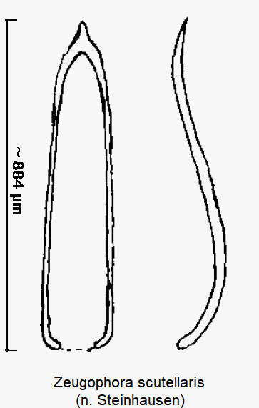 zeugophora_scutellaris.gif