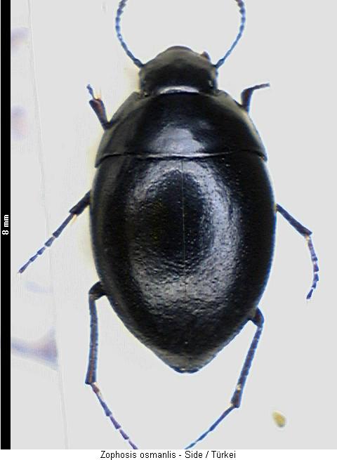 zophosis_punctata_hab.jpg