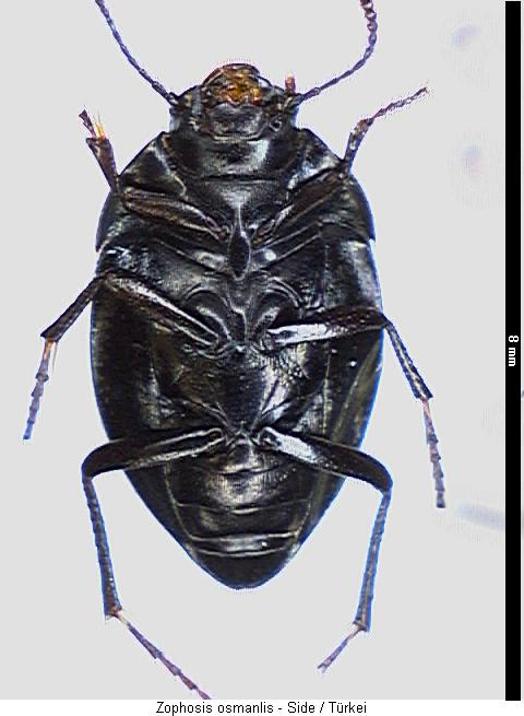 zophosis_punctata_us.jpg