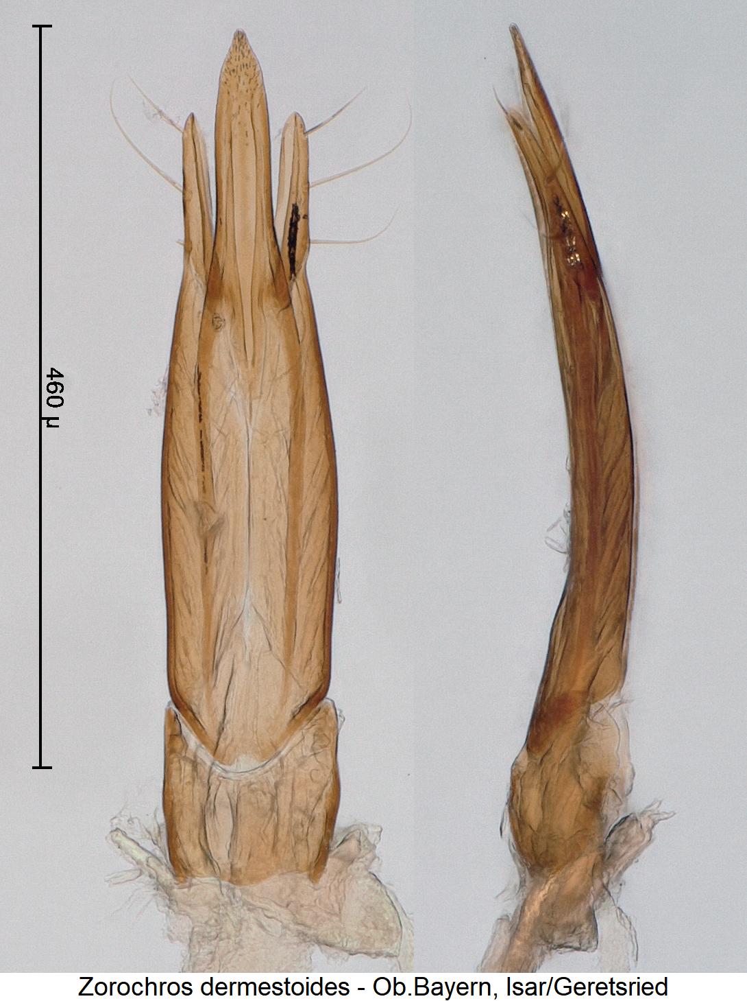 zorochros_dermestoides3.jpg