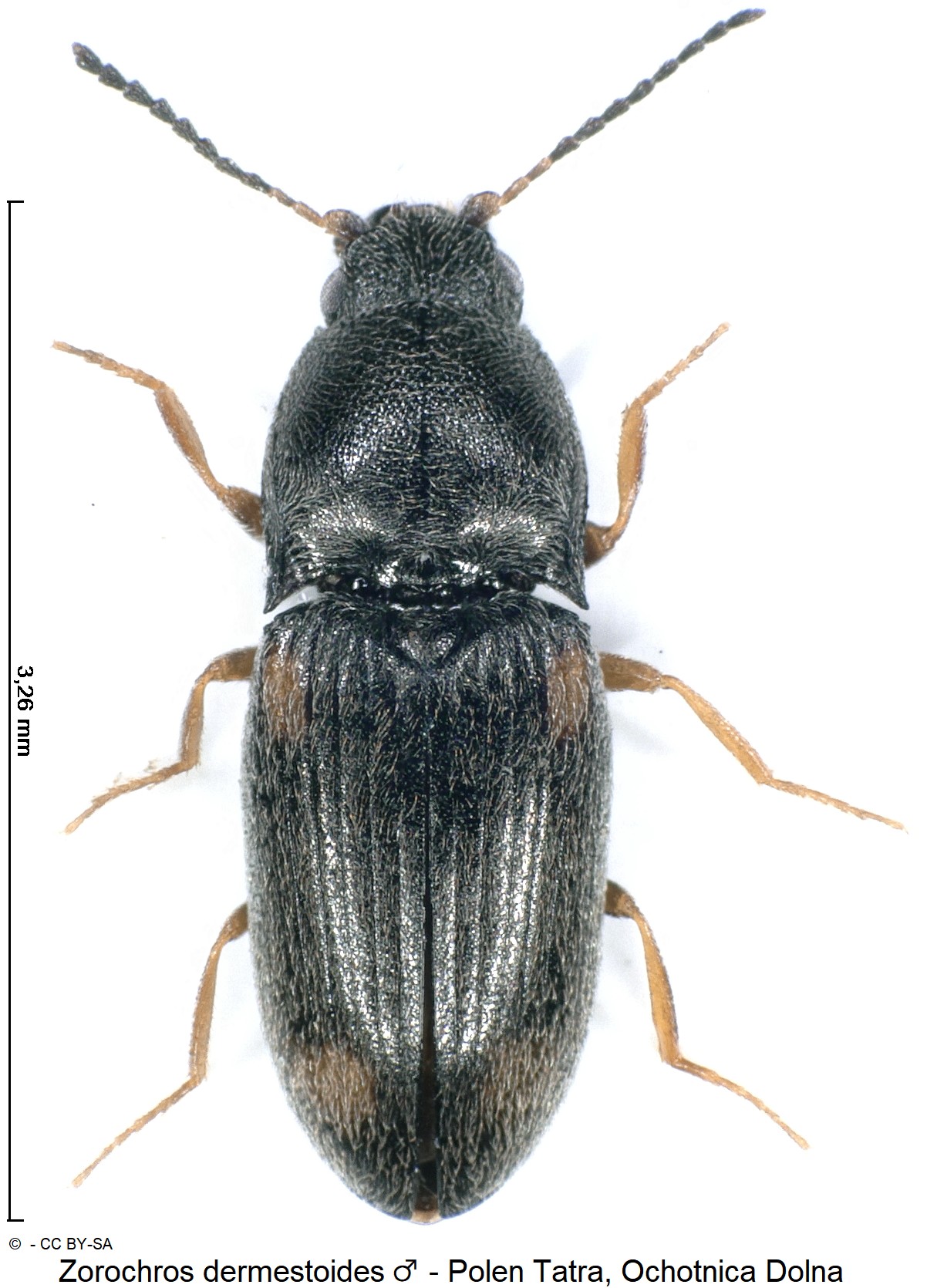 zorochros_dermestoides_m_ck32860341_hab.jpg
