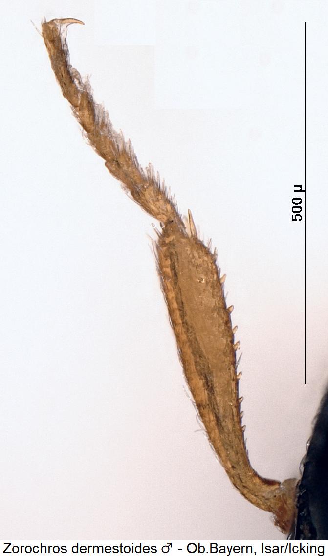 zorochros_dermestoides_vschn.jpg