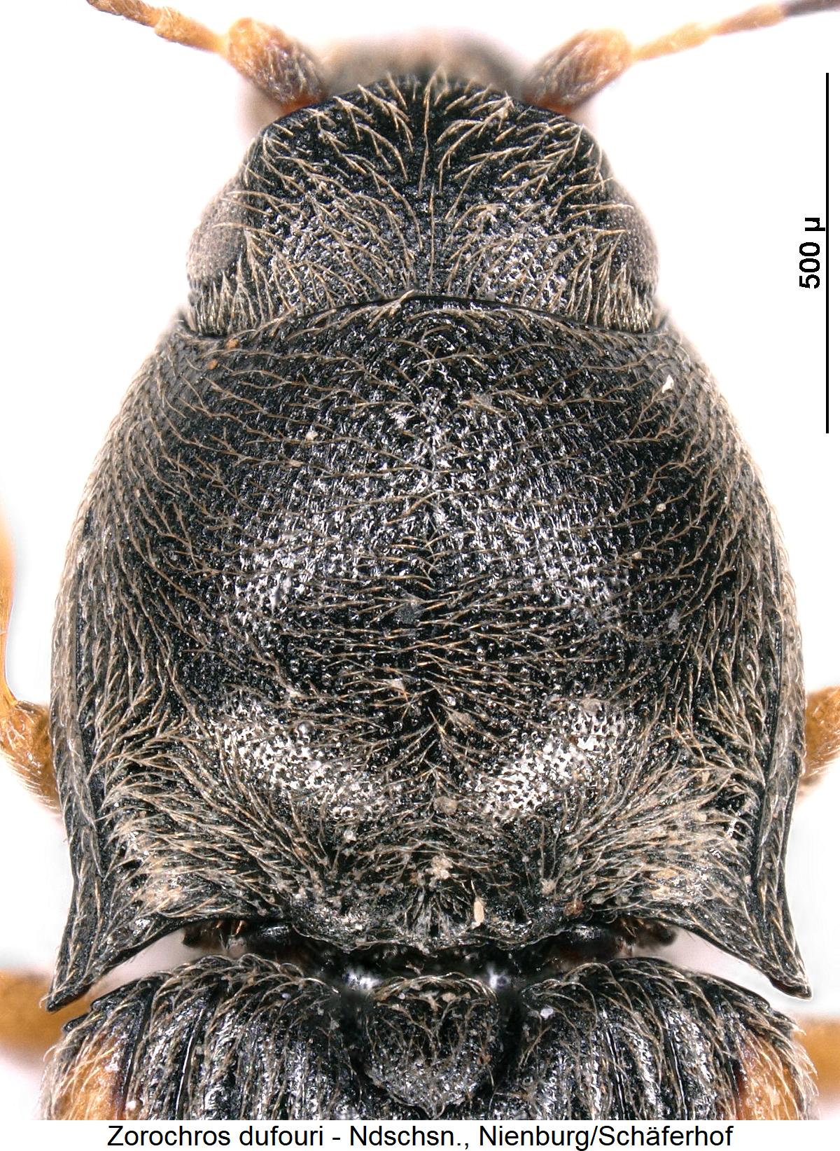 zorochros_dufouri_hsch1.jpg