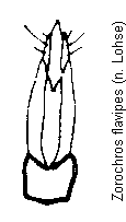 zorochros_flavipes.gif