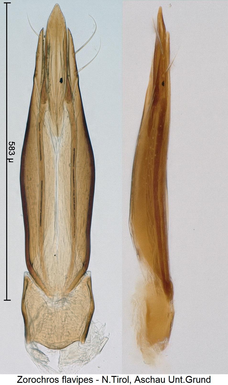 zorochros_flavipes.jpg
