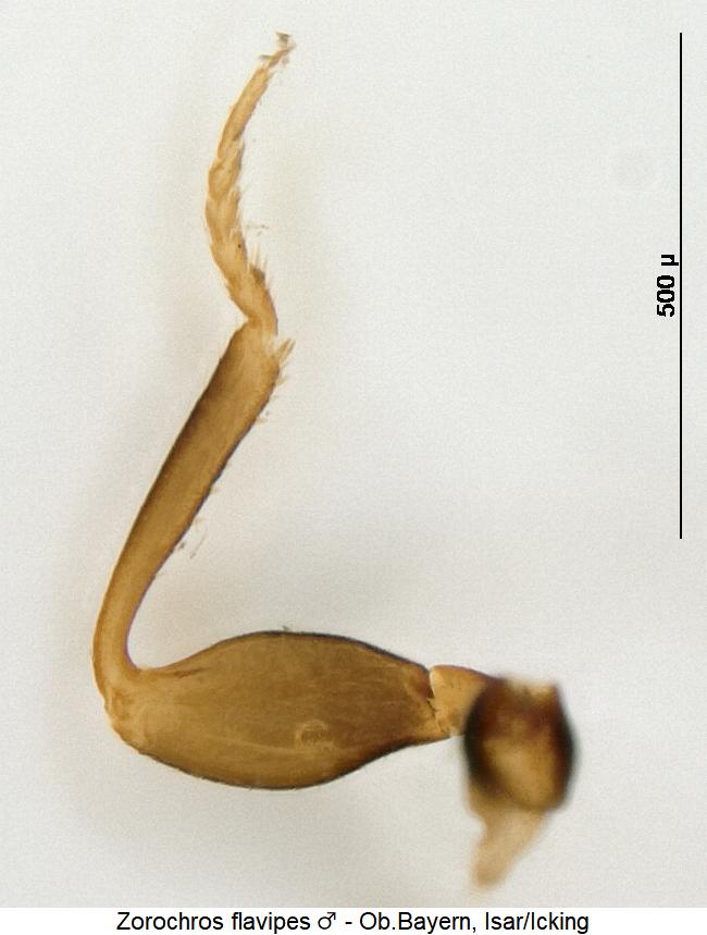 zorochros_flavipes_vb.jpg