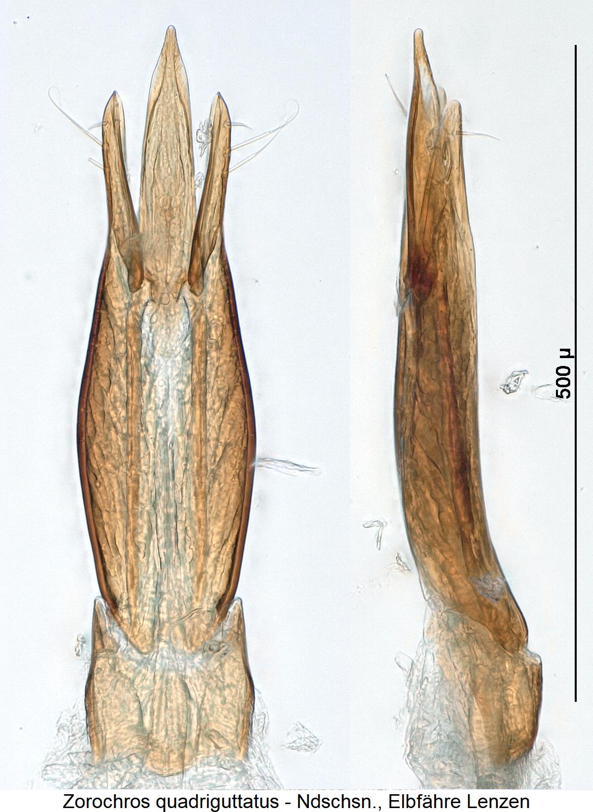 zorochros_quadriguttatus.jpg