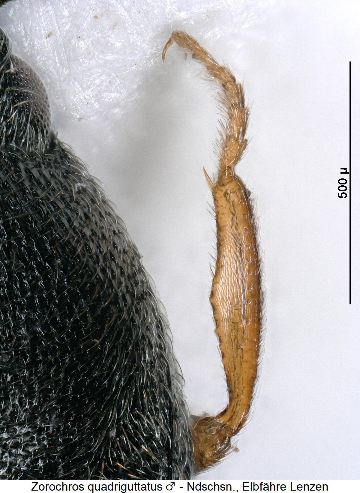 zorochros_quadriguttatus_m_vschn.jpg