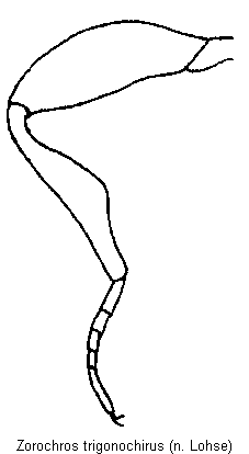 zorochros_trigonochirus_vb.gif