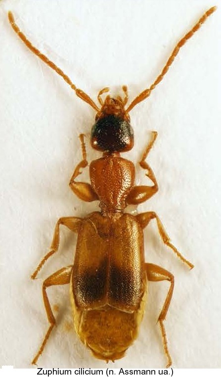 zuphium_cilicium.jpg