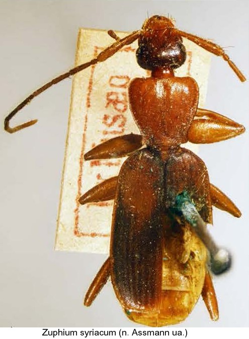 zuphium_syriacum.jpg